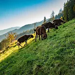 Ahornhütte