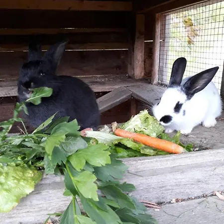 Ahornhuette Schladming