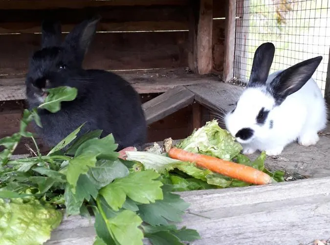 Ahornhuette 斯拉德明